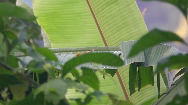 Swinhoe's White-eye - ML639241147