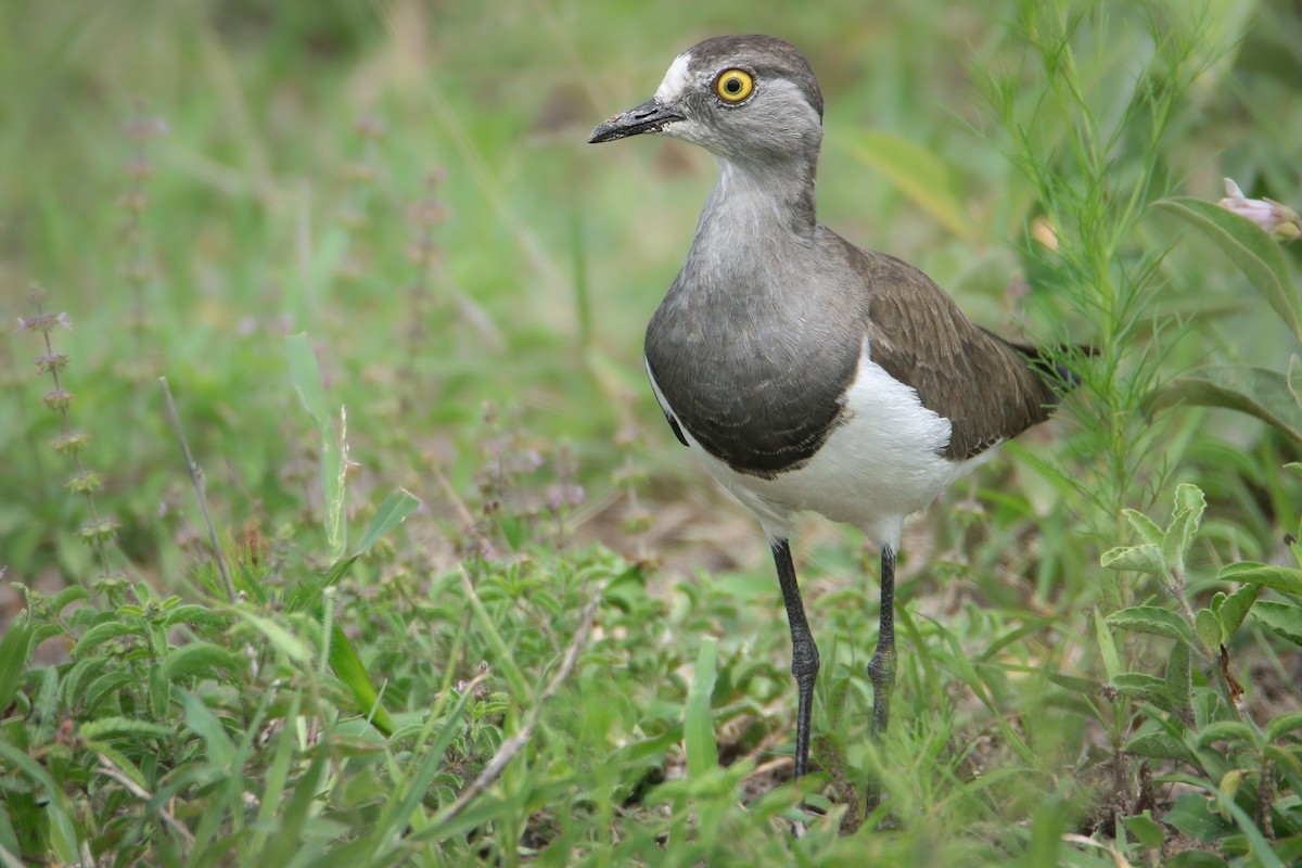 Senegal Lapwing - ML639241149