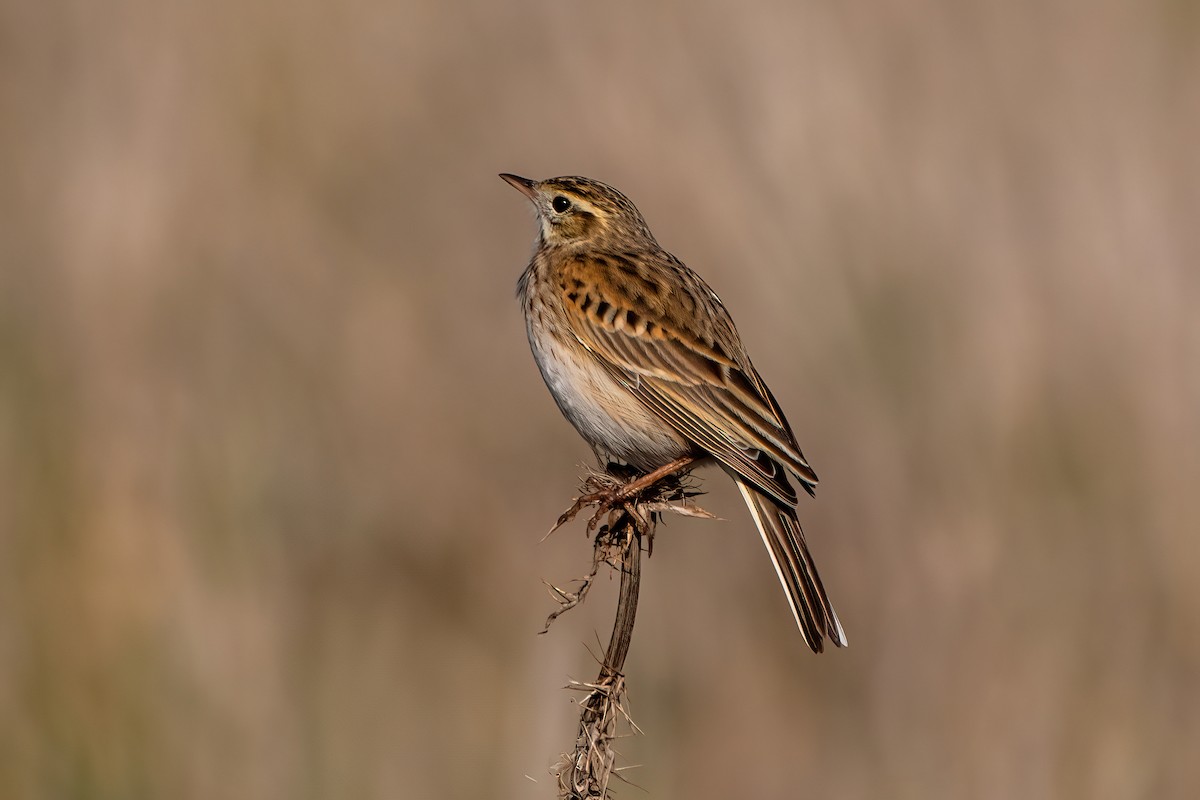 Australian Pipit - ML639241153