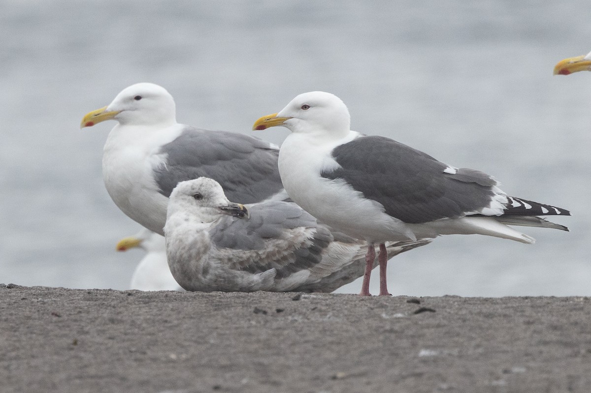 racek kamčatský - ML639241156