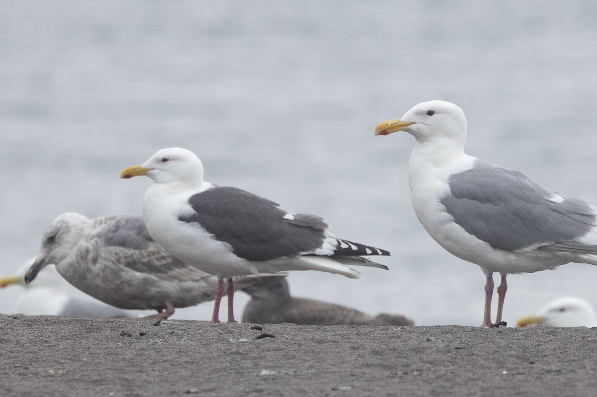 racek kamčatský - ML639241157