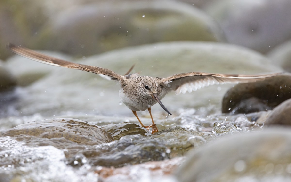 vodouš malý - ML639241161