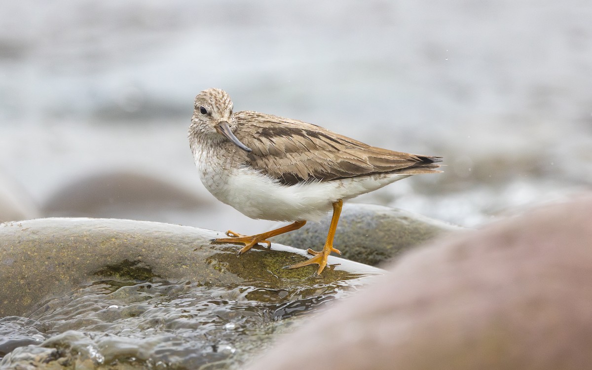 vodouš malý - ML639241162