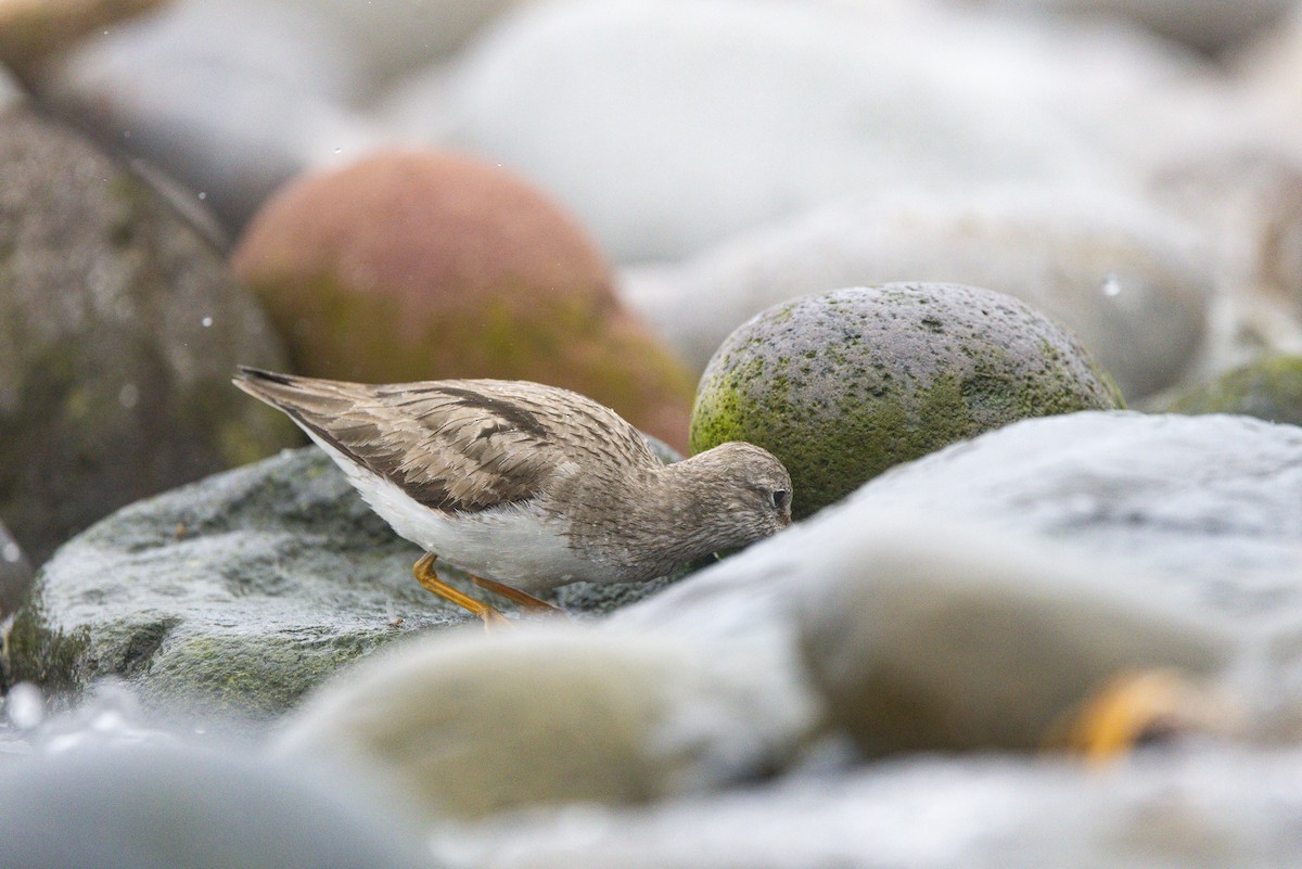 vodouš malý - ML639241164