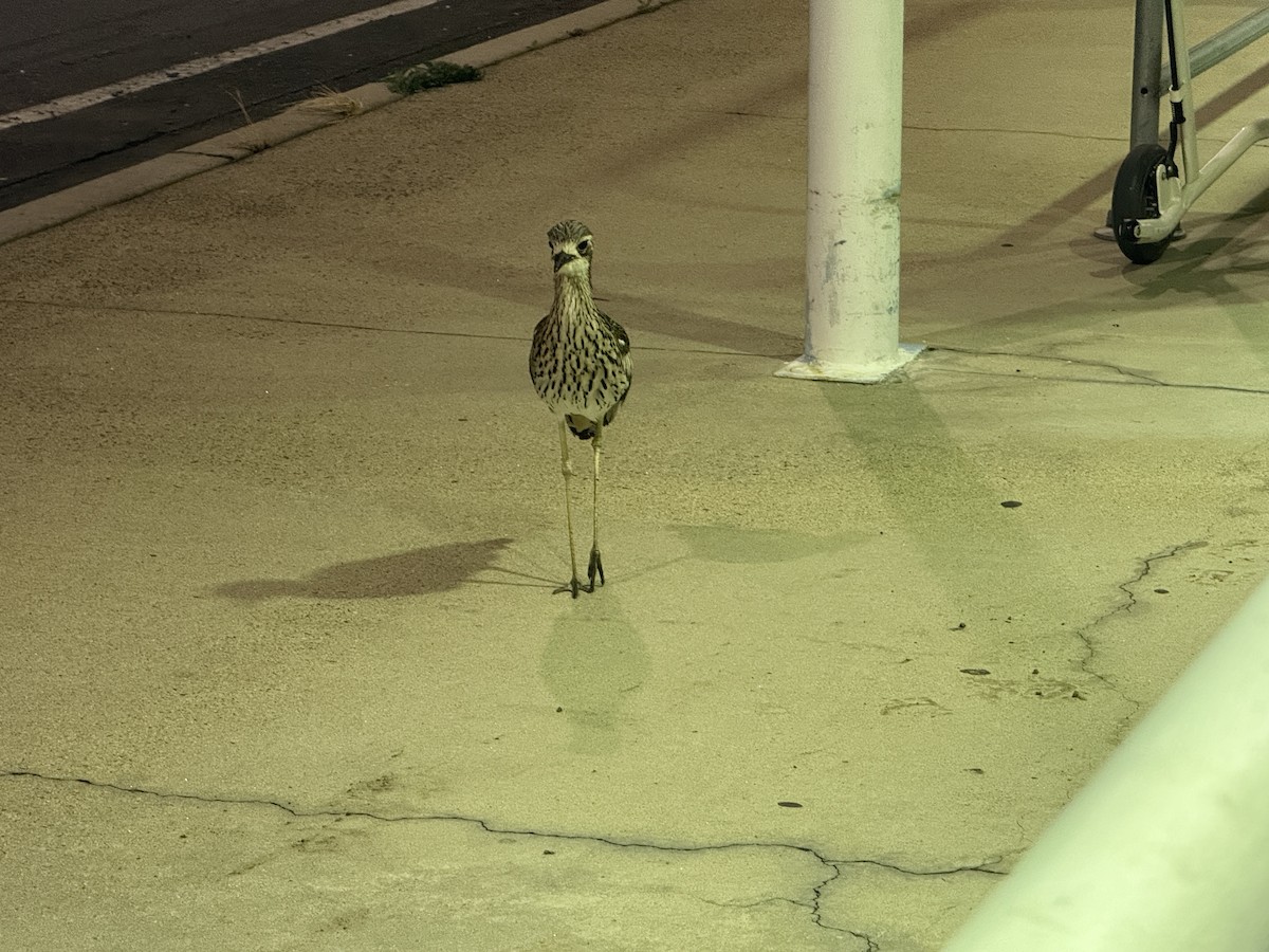 Bush Thick-knee - ML639241180