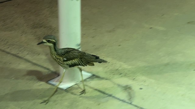 Bush Thick-knee - ML639241182