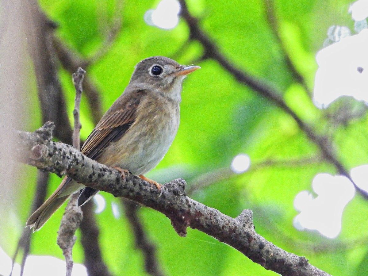 Brown-breasted Flycatcher - ML639241207