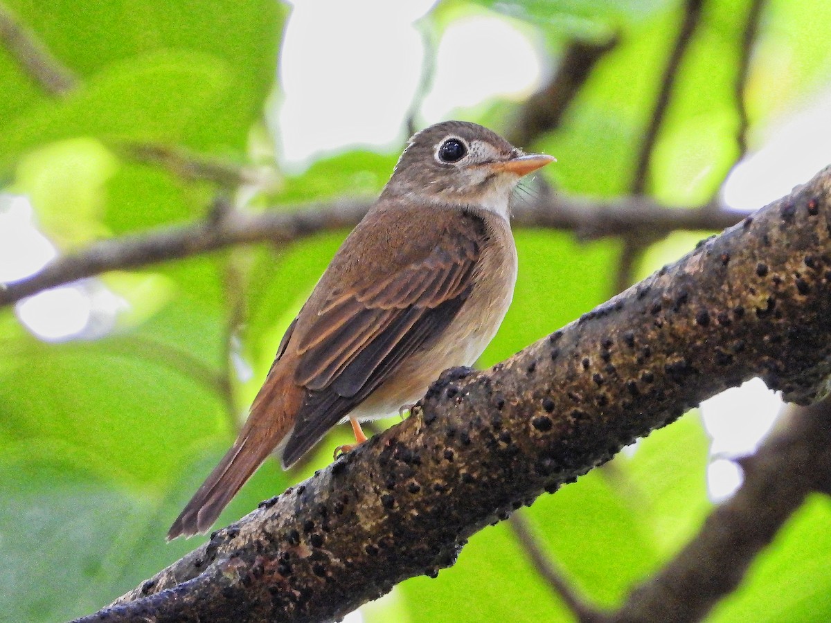 Brown-breasted Flycatcher - ML639241208