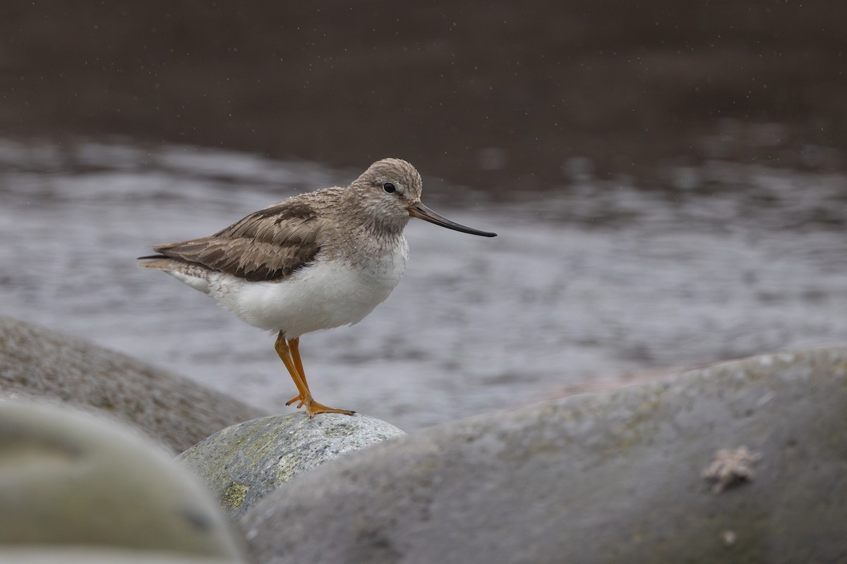 vodouš malý - ML639241212