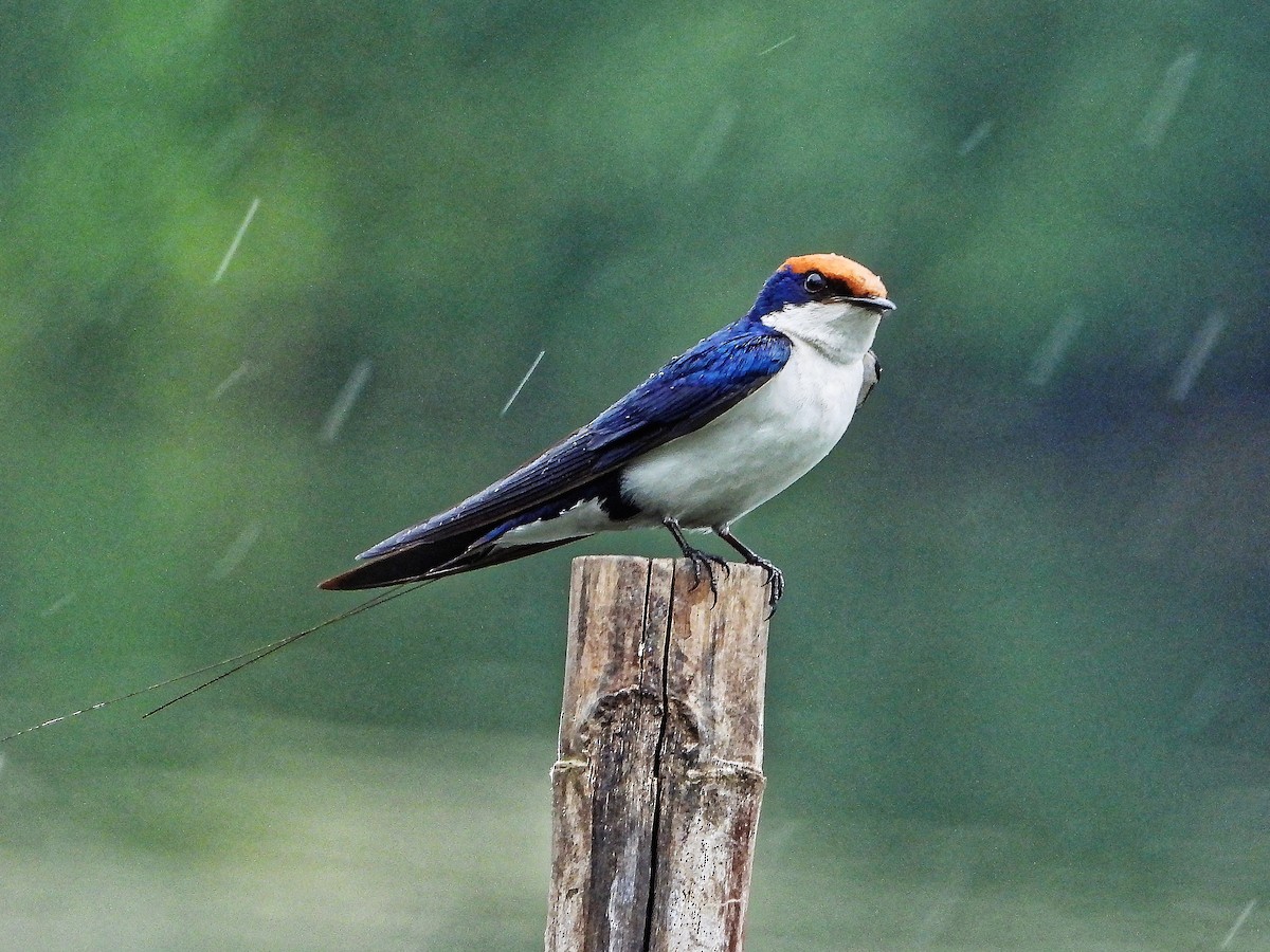Wire-tailed Swallow - ML639241213