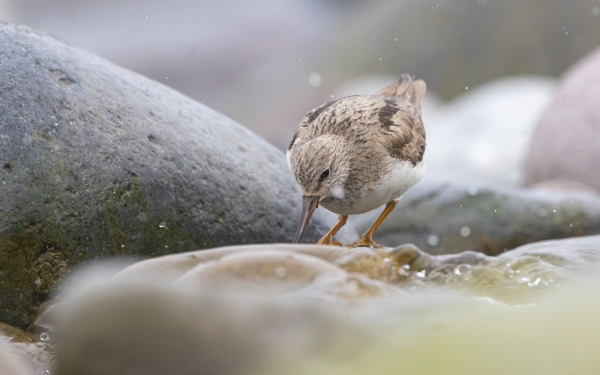 vodouš malý - ML639241214