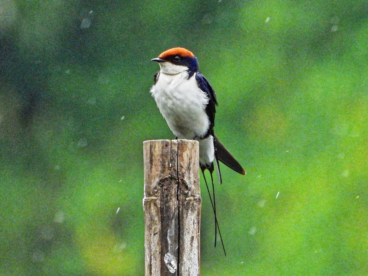 Wire-tailed Swallow - ML639241215