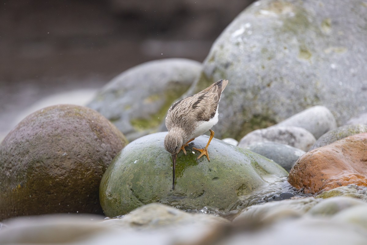 vodouš malý - ML639241216