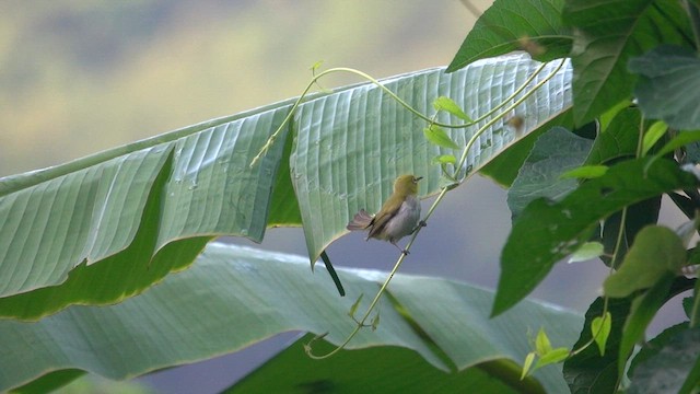 Swinhoe's White-eye - ML639241218