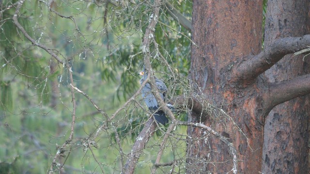 African Harrier-Hawk - ML639241242