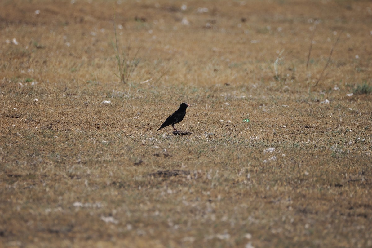 Black Lark - ML639241263