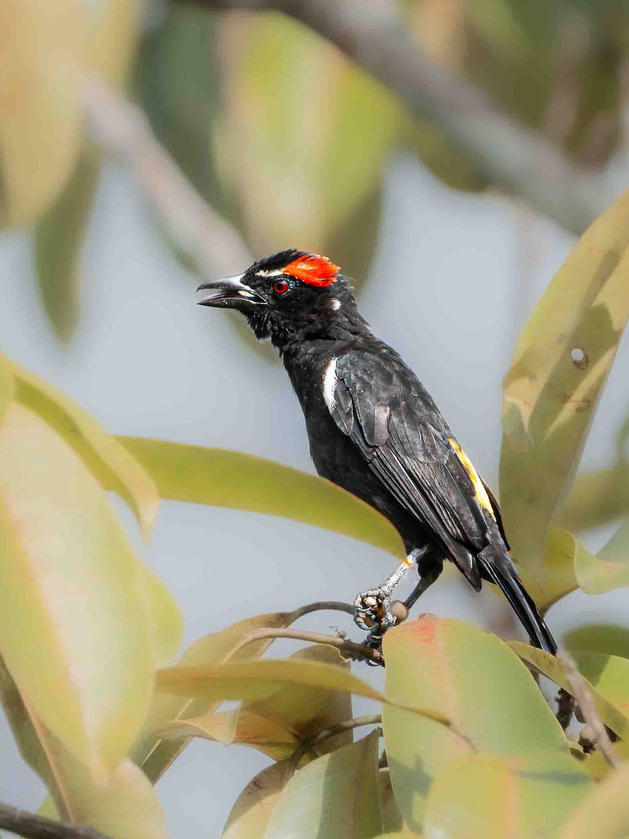 Scarlet-browed Tanager - ML639241293
