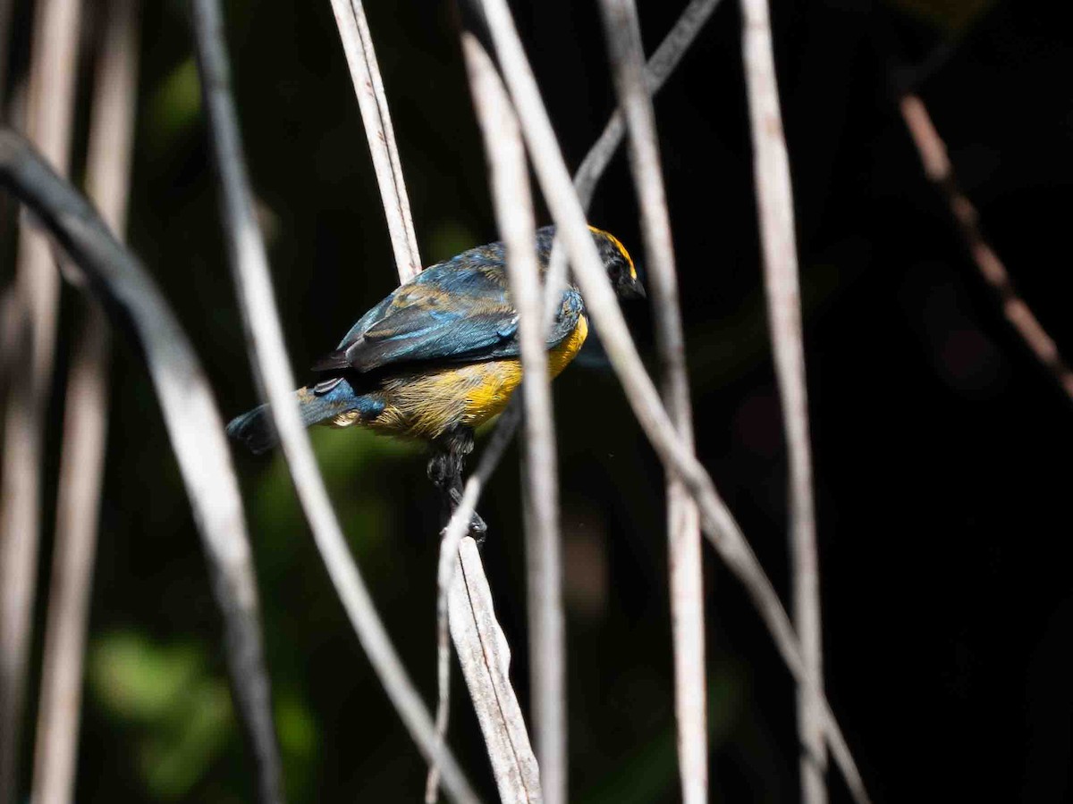 White-vented Euphonia - ML639241369