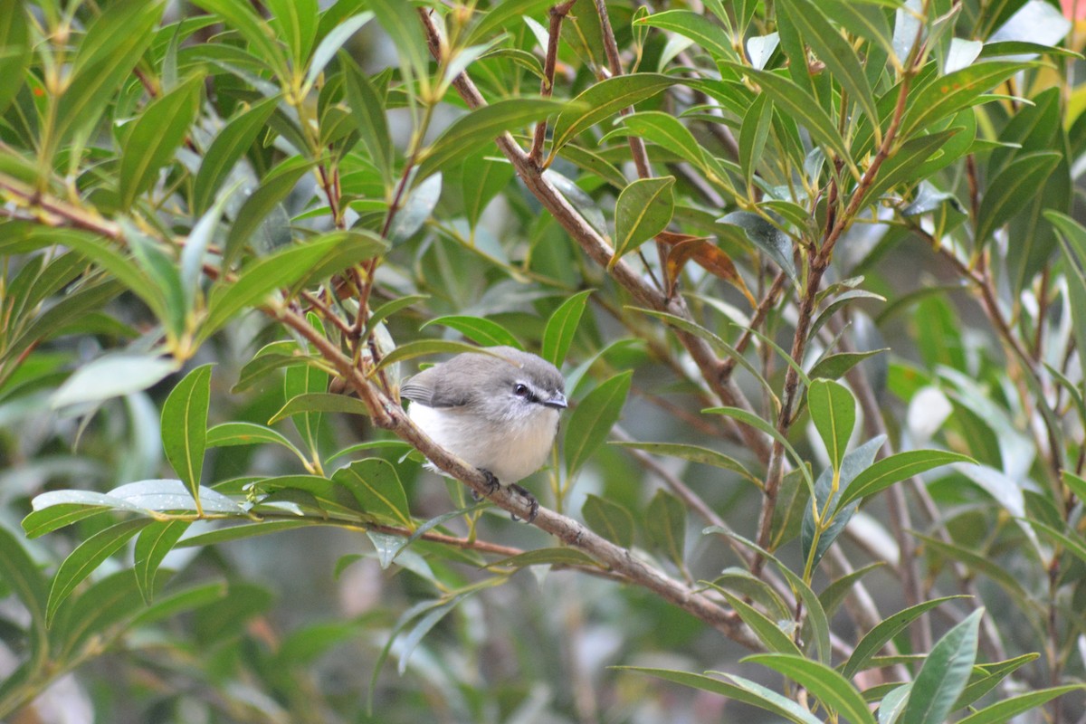 Brown Gerygone - ML639241395