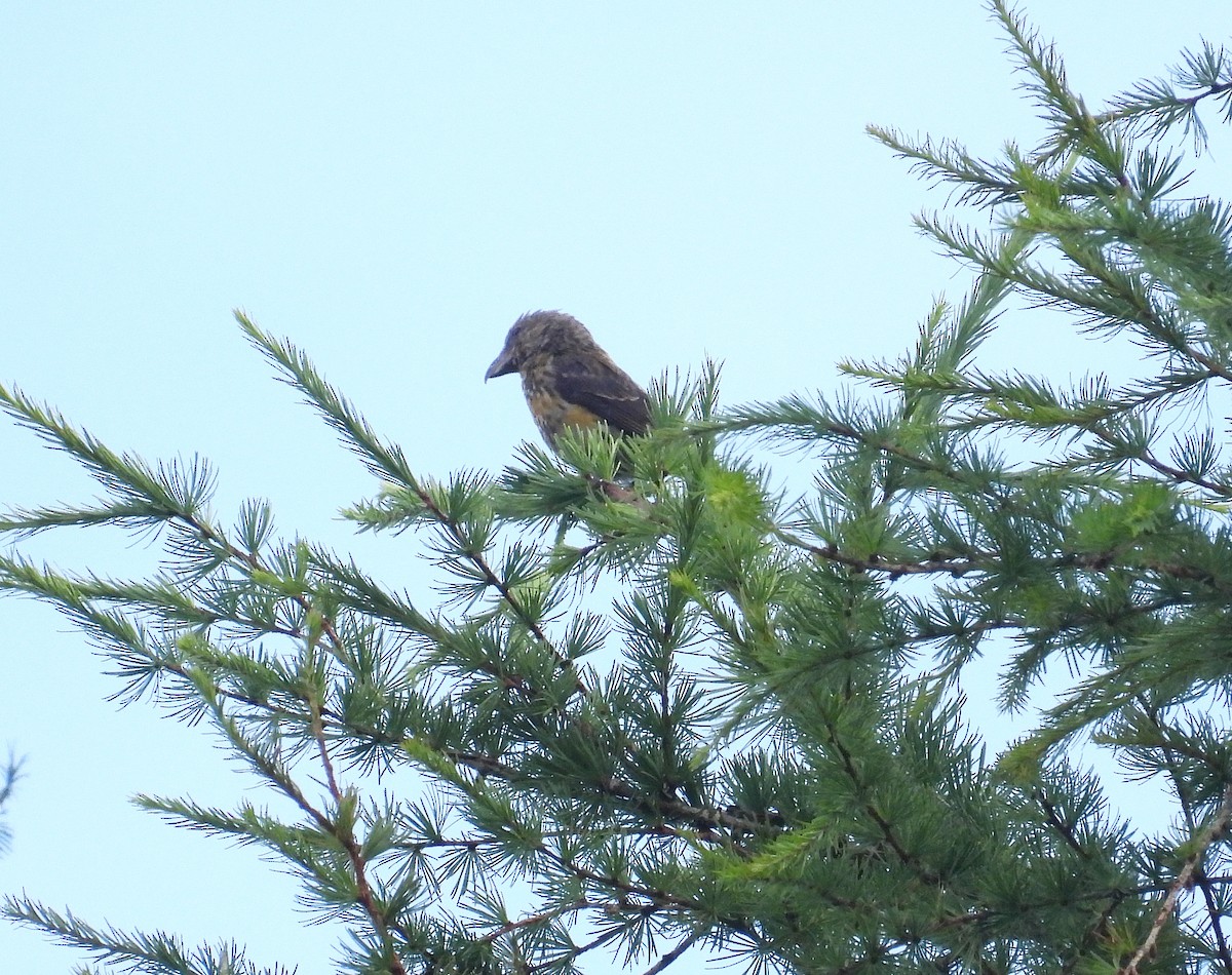 紅交嘴雀 - ML639241437