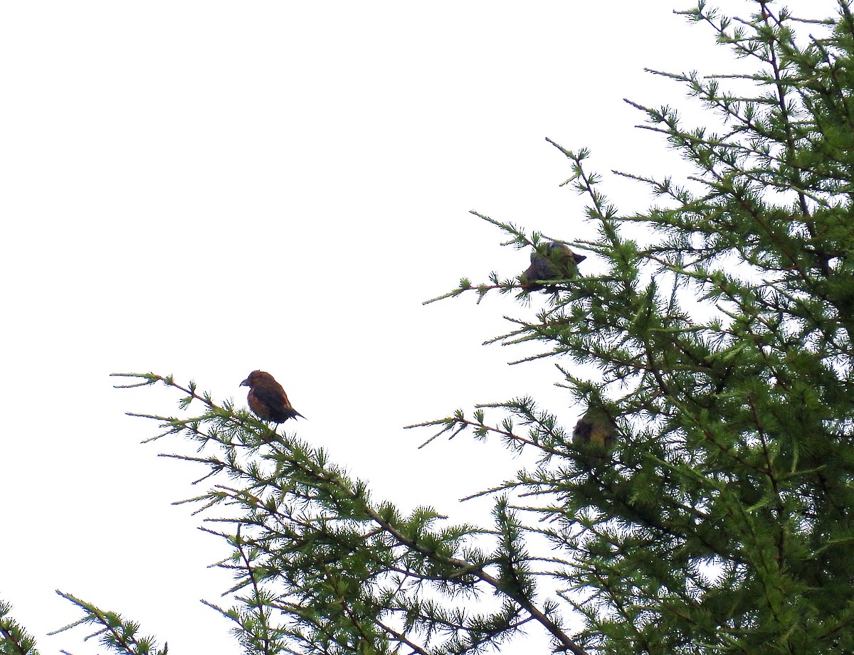 紅交嘴雀 - ML639241441