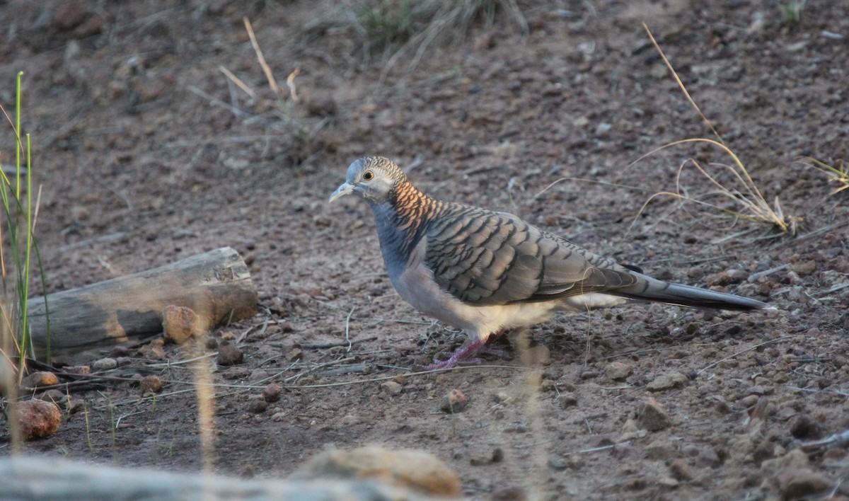 Bar-shouldered Dove - ML639241462