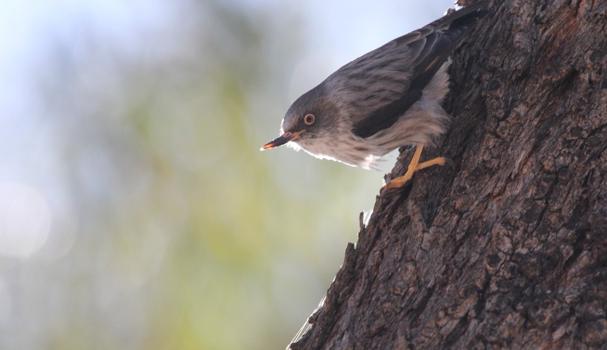 Varied Sittella - ML639241493