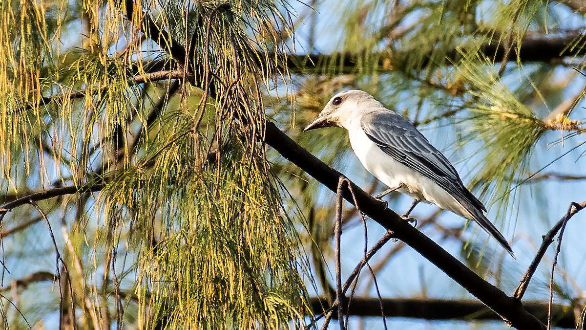 オオオニサンショウクイ（nipalensis グループ） - ML639241495