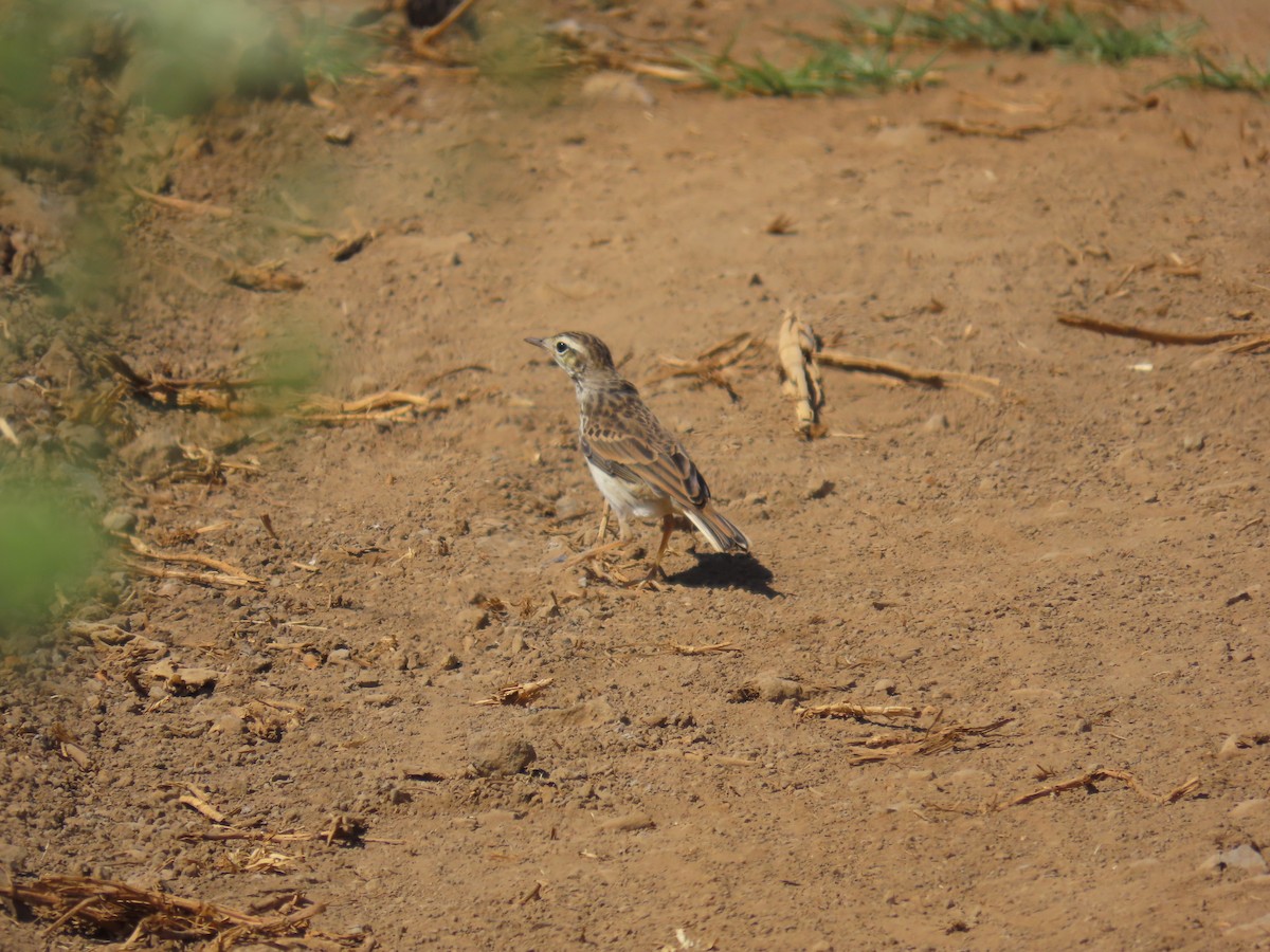 Pipit de Berthelot - ML639241496