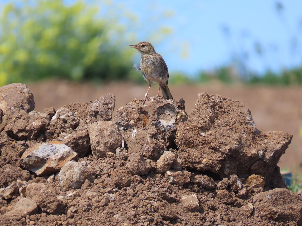 Pipit de Berthelot - ML639241497