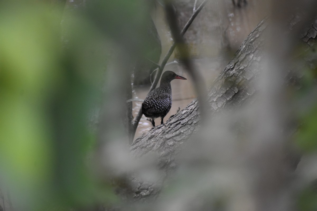 Slaty-breasted Rail - ML639241500