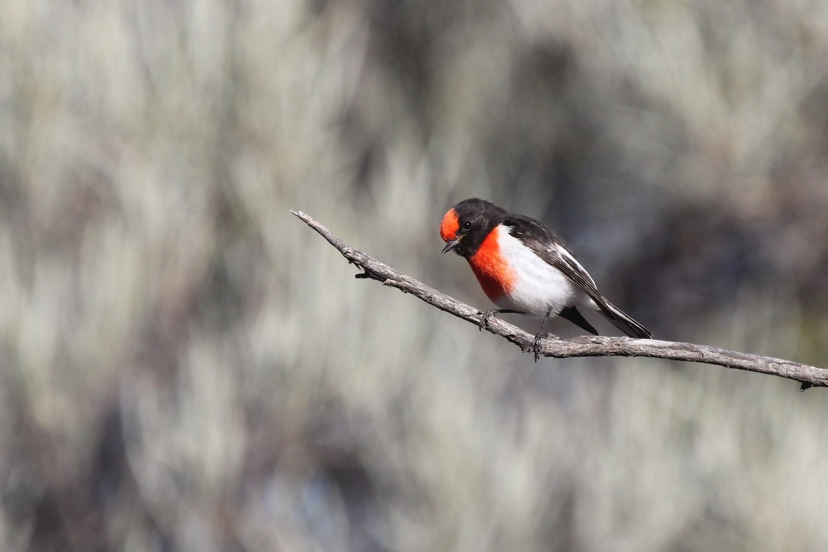 Red-capped Robin - ML639241519