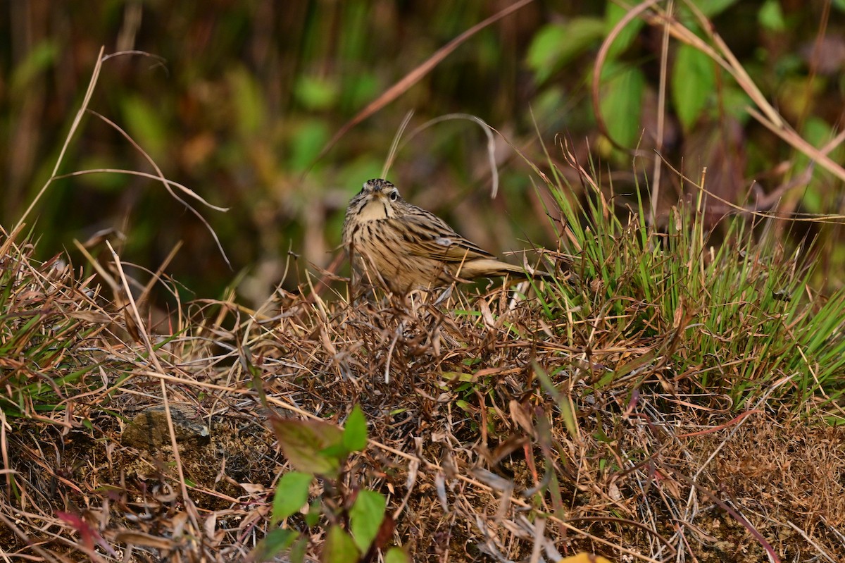 Upland Pipit - ML639241551