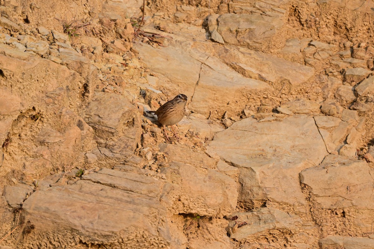 Upland Pipit - ML639241552