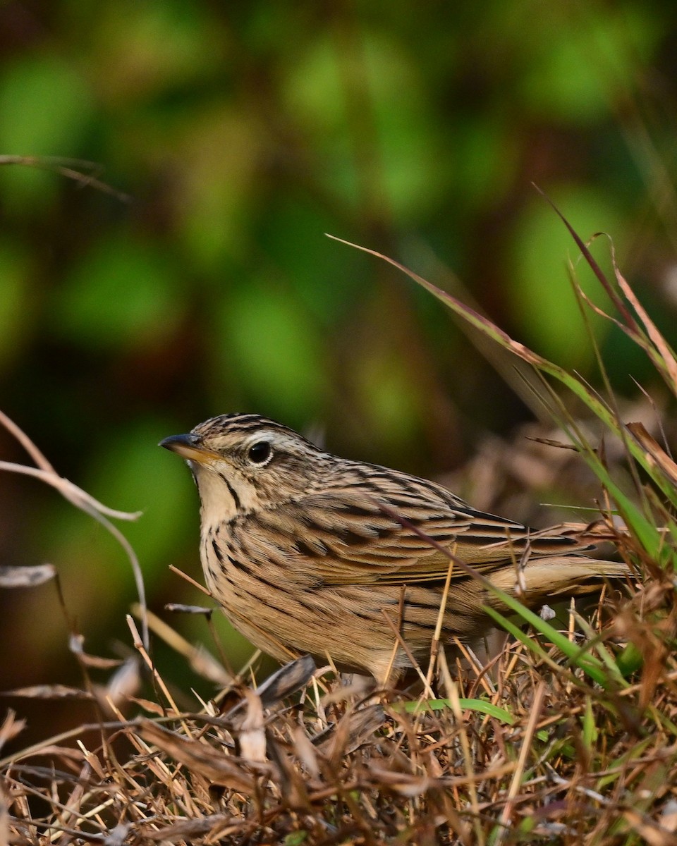Upland Pipit - ML639241553