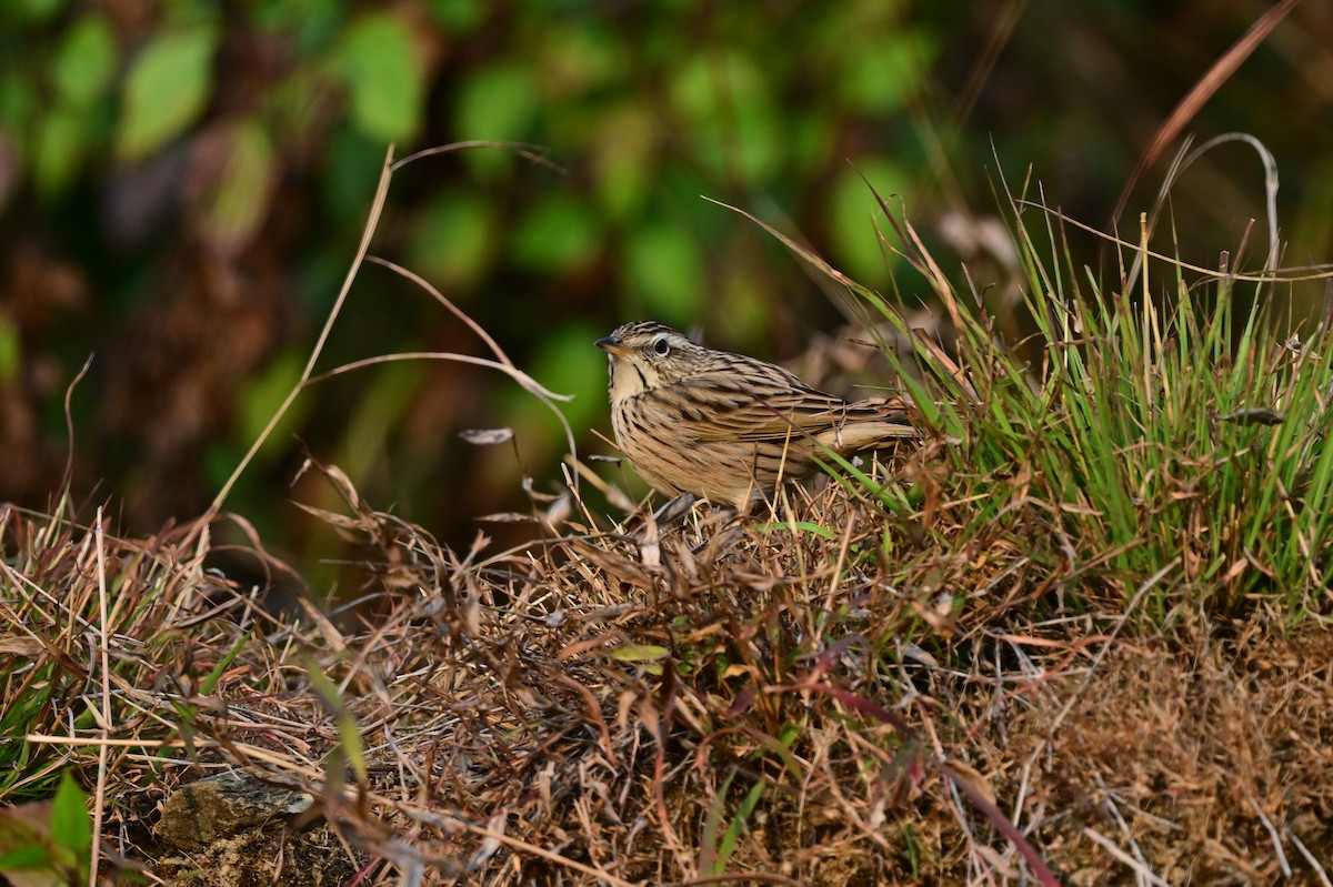 Upland Pipit - ML639241555