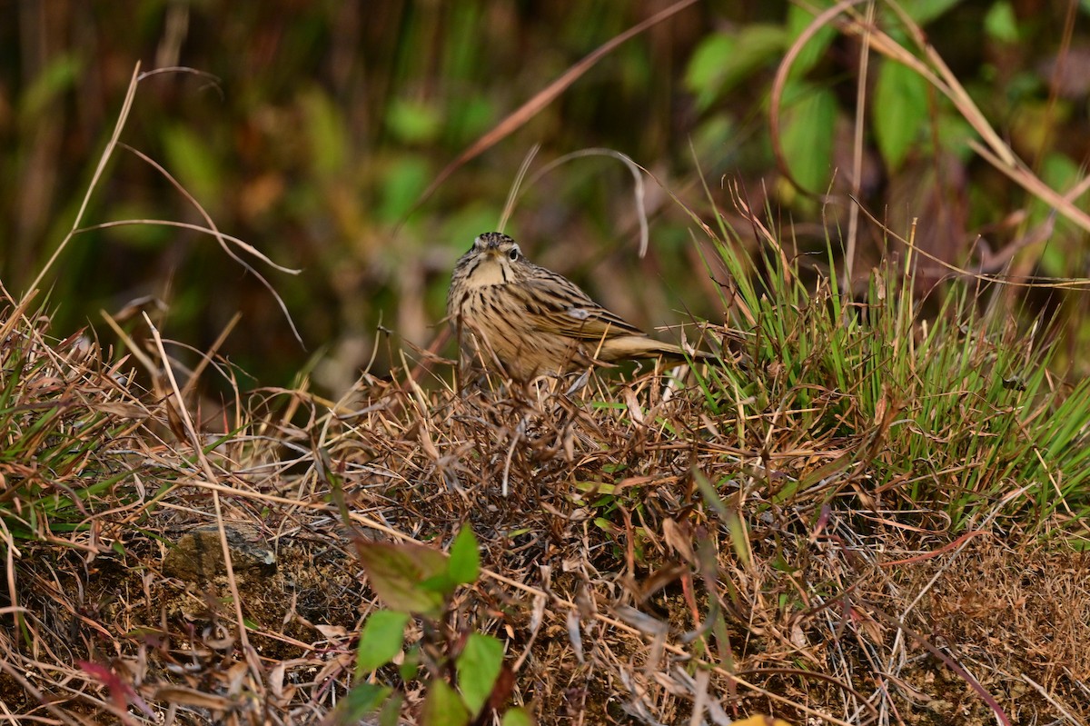 Upland Pipit - ML639241556