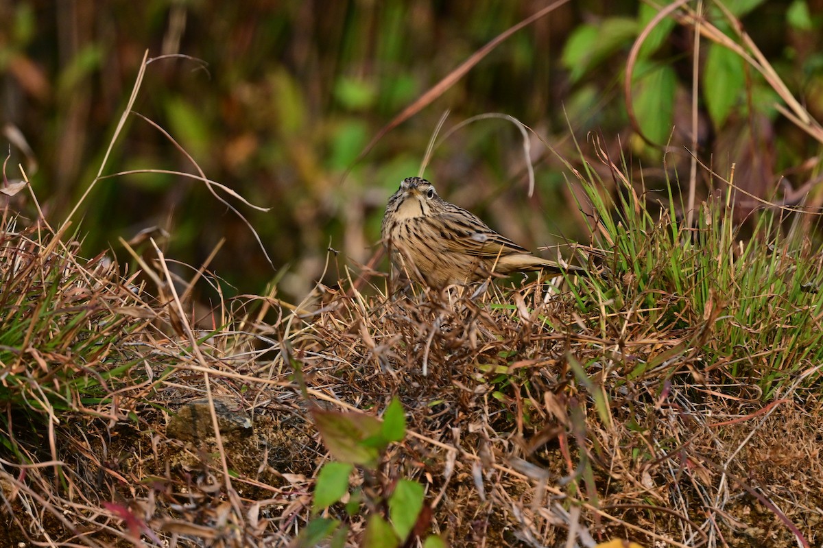Upland Pipit - ML639241558