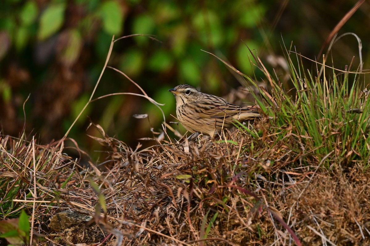 Upland Pipit - ML639241559