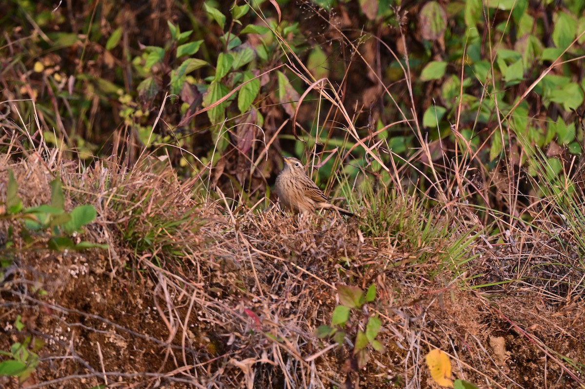 Upland Pipit - ML639241560