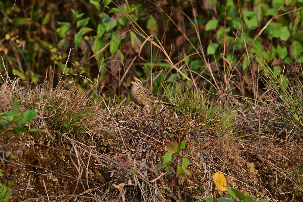 Upland Pipit - ML639241562