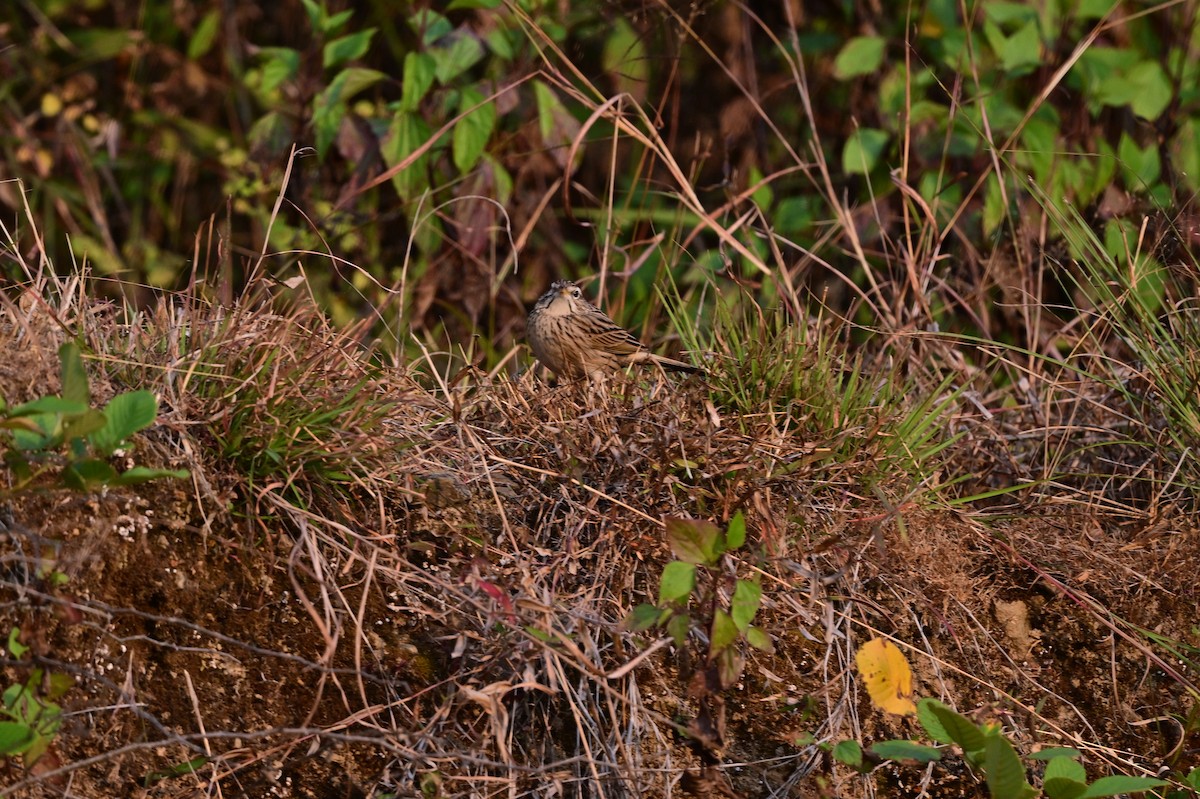 Upland Pipit - ML639241565