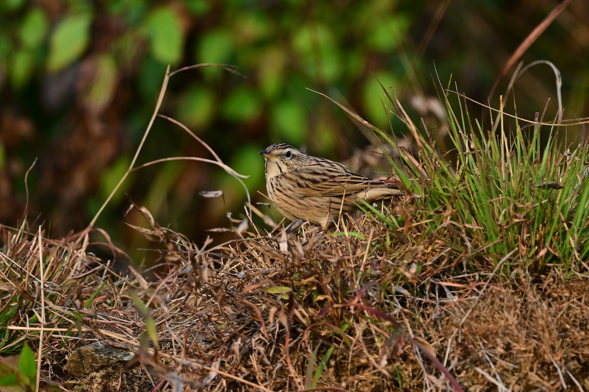 Upland Pipit - ML639241567