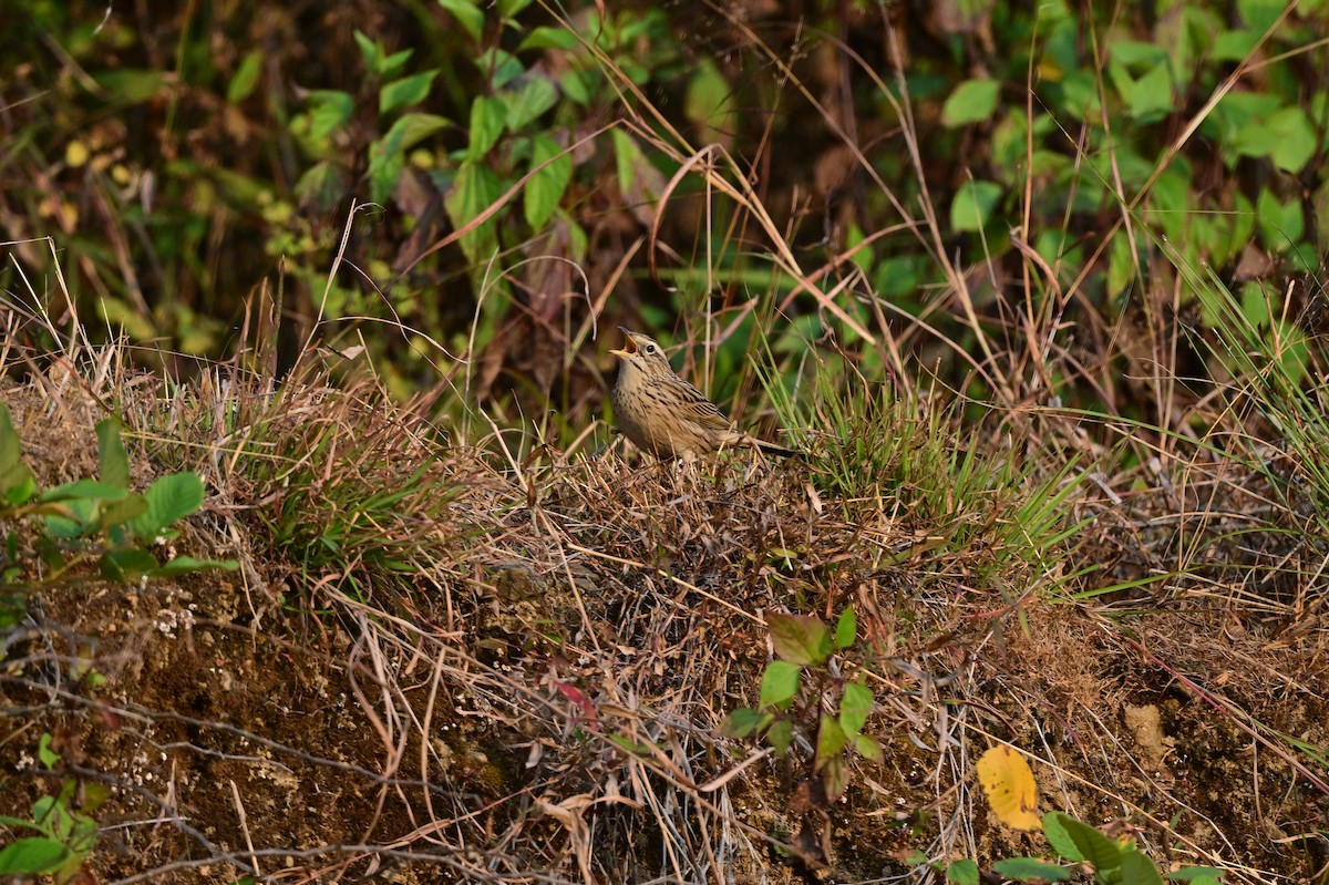 Upland Pipit - ML639241569