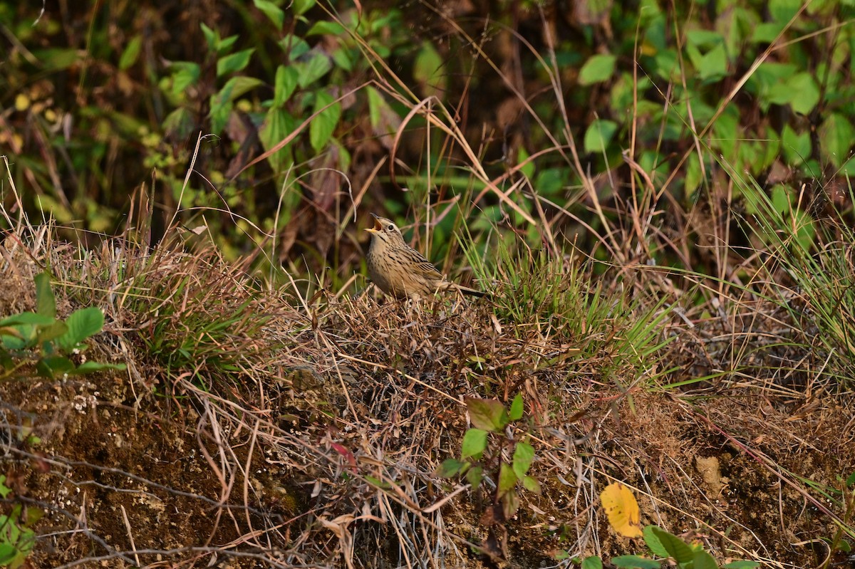 Upland Pipit - ML639241570