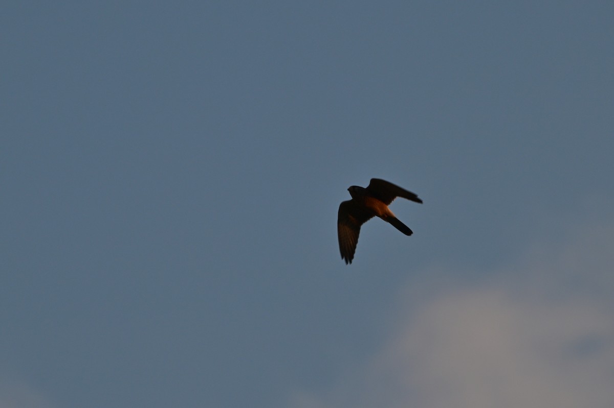 チョウゲンボウ - ML639241575