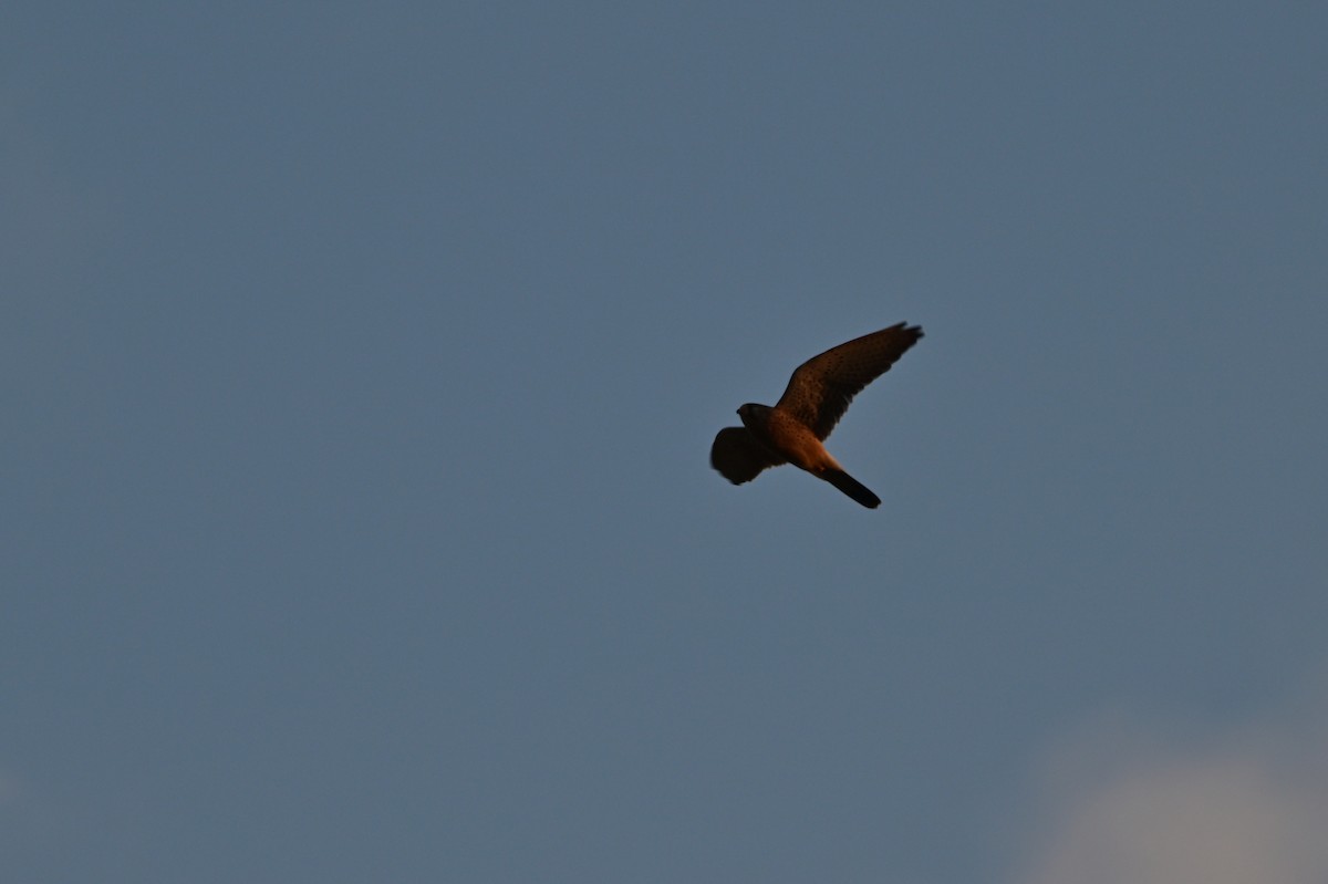 チョウゲンボウ - ML639241576