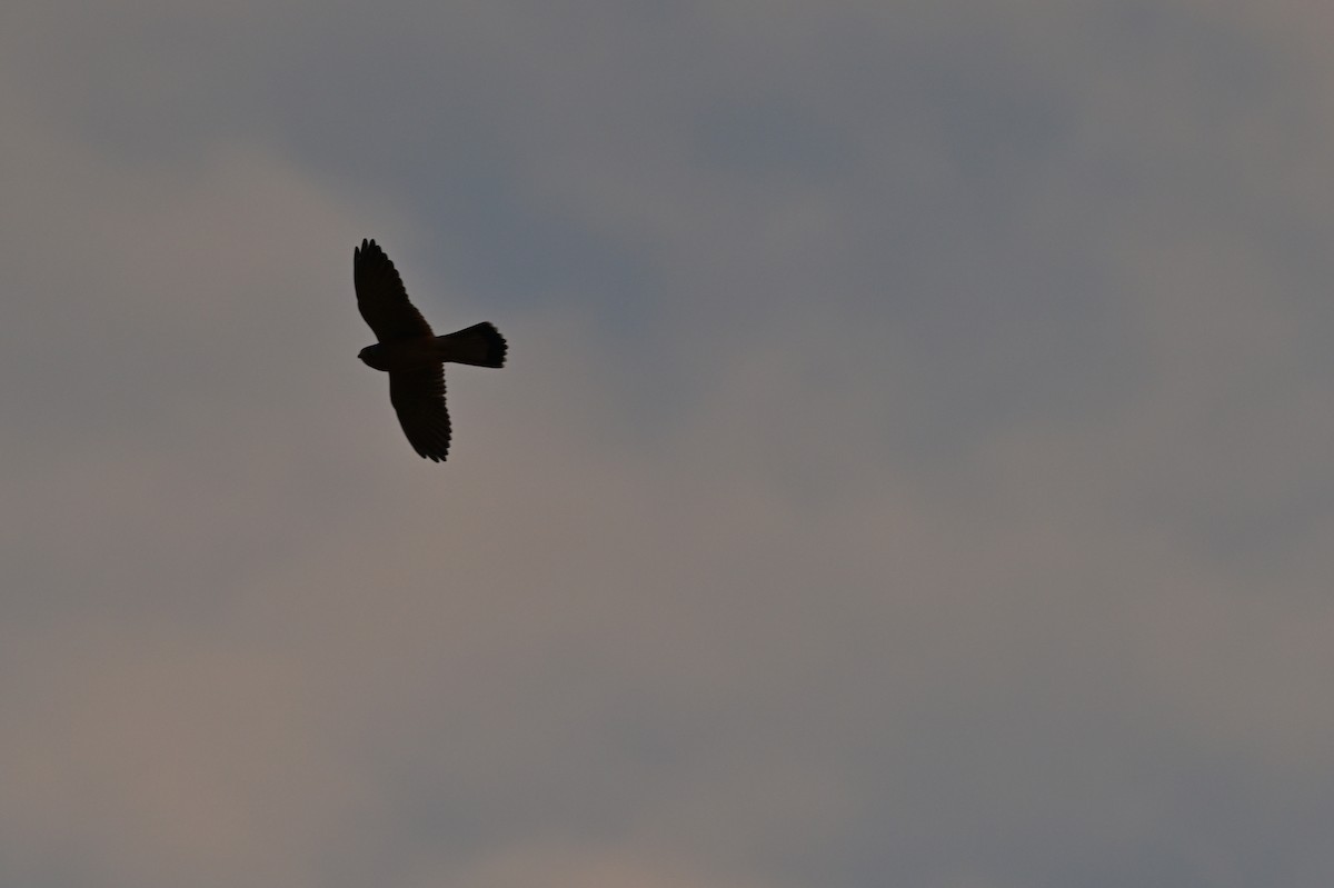 チョウゲンボウ - ML639241596