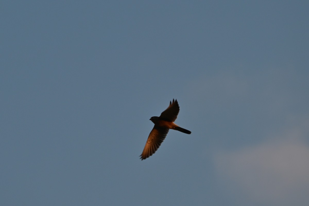 チョウゲンボウ - ML639241598