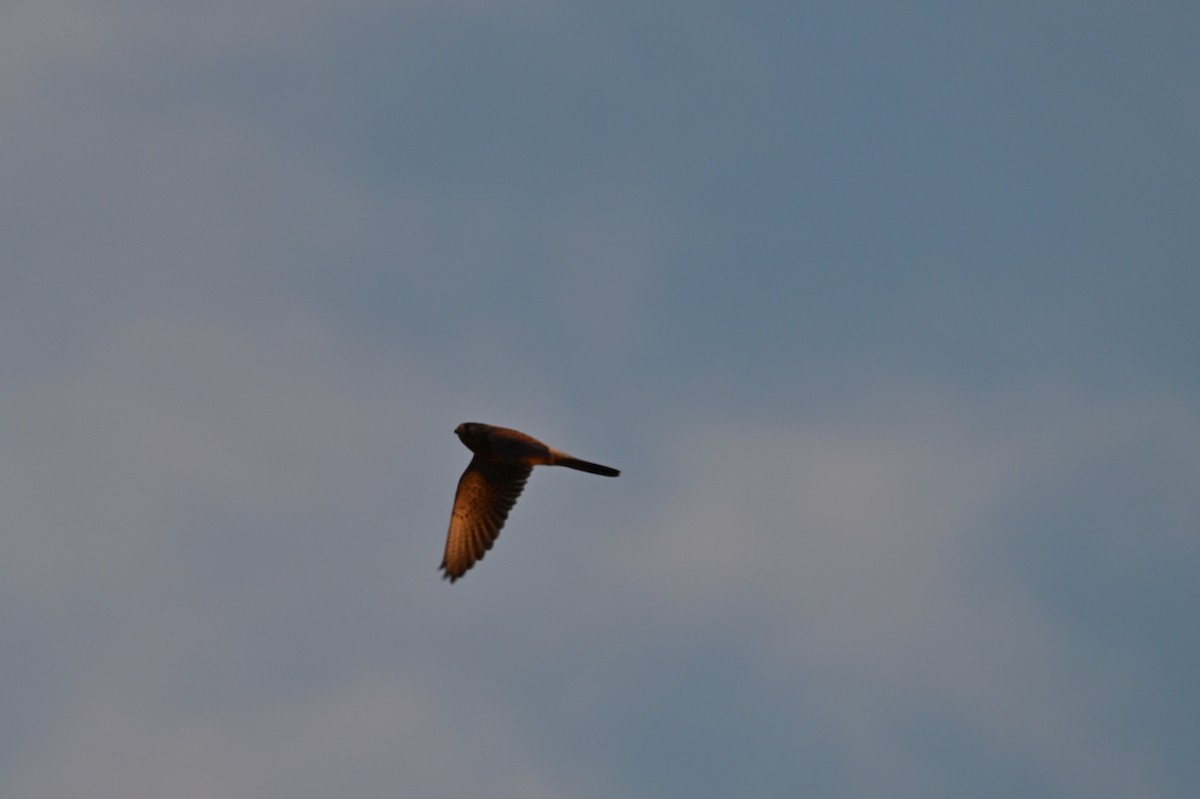 チョウゲンボウ - ML639241601